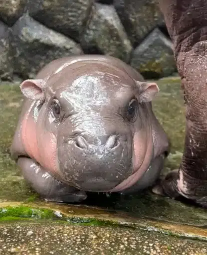 Moodeng The Hippo logo