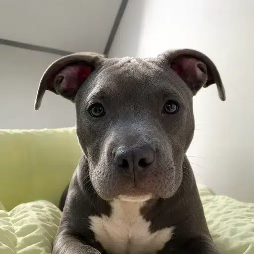 Bully logo