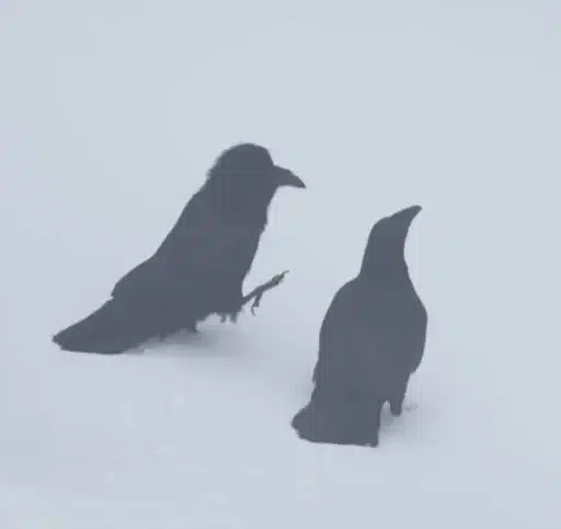 RAVENS