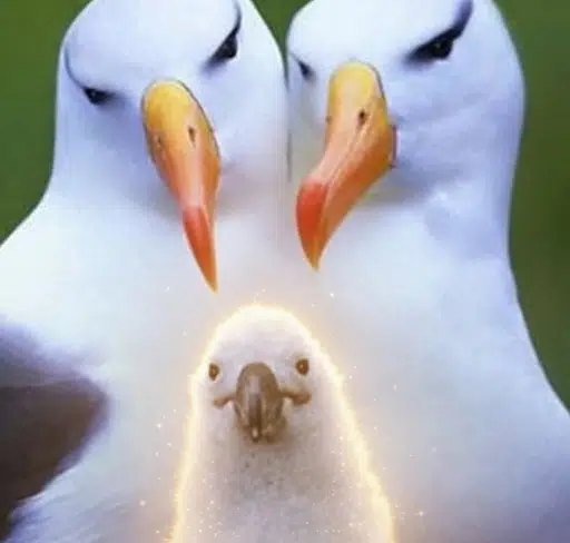 ALBATROS