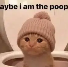 Poop Cat Wif Hat