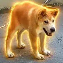dg