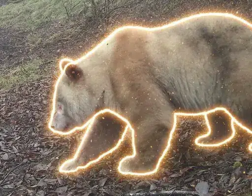 The White Panda