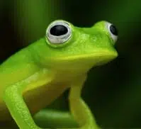 JANET