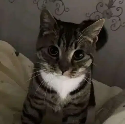 NEKOMATA