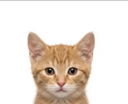 Pussy