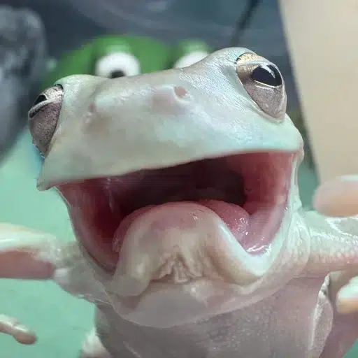 The Frog of Pain and Suffering logo