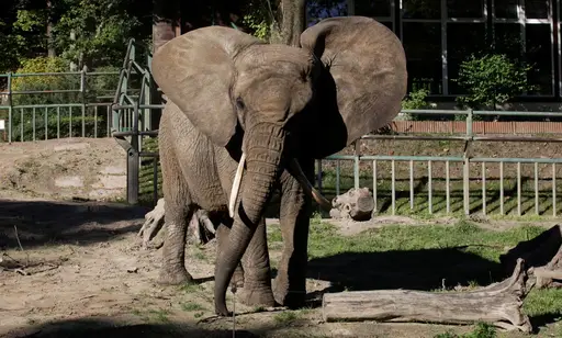 The Gentle Giant
