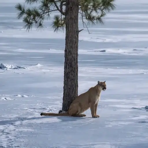 Nietzschean Panther