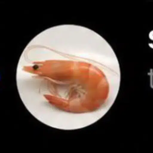 SHRIMP