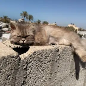 The Palestinian Cat