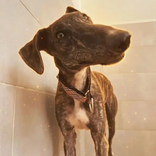 The Rescue Dog logo