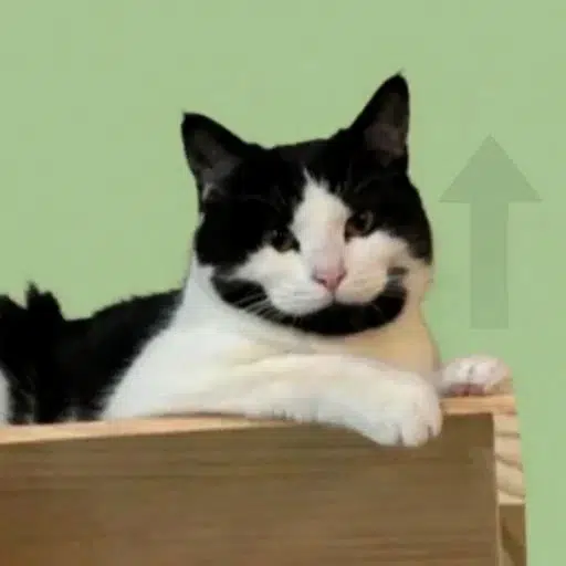 CALLCAT logo