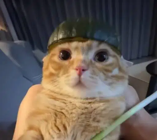 melon