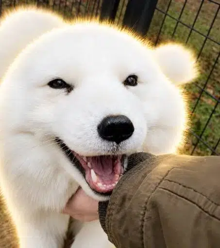 Toto