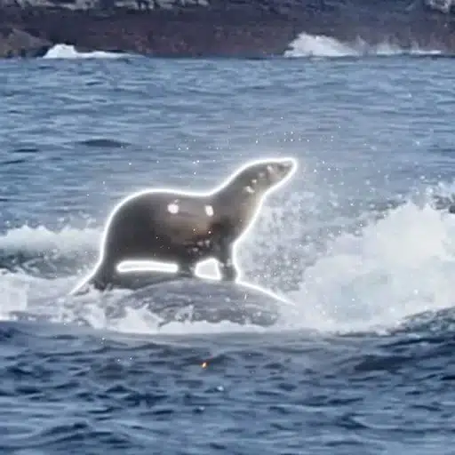 Odyssean Sealion logo