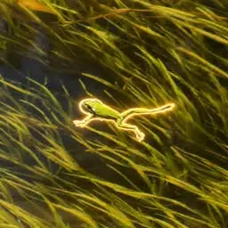 The Unbothered Frog
