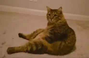 Chompy