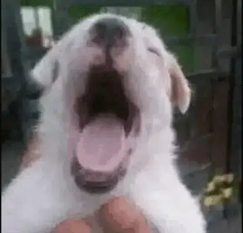 popdog