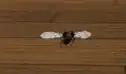 dotFly