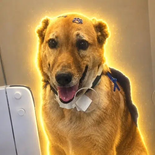 The Hero Dog logo