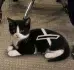 XCAT
