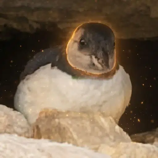 PUFFLING token logo