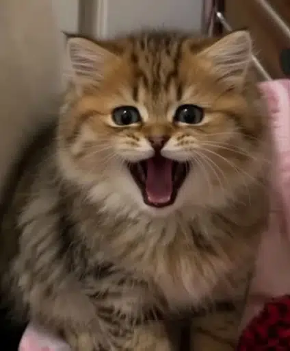 BISCUIT