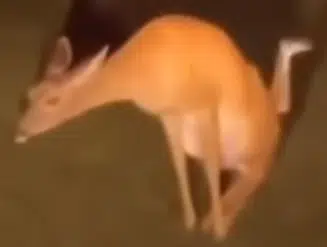 Deer