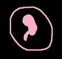 kidney