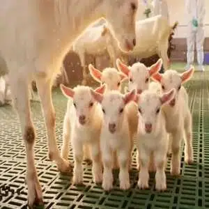 The Goats logo