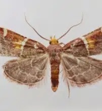 Papaleonei