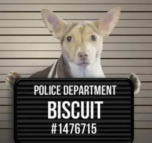 BISCUIT