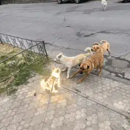 Тишка