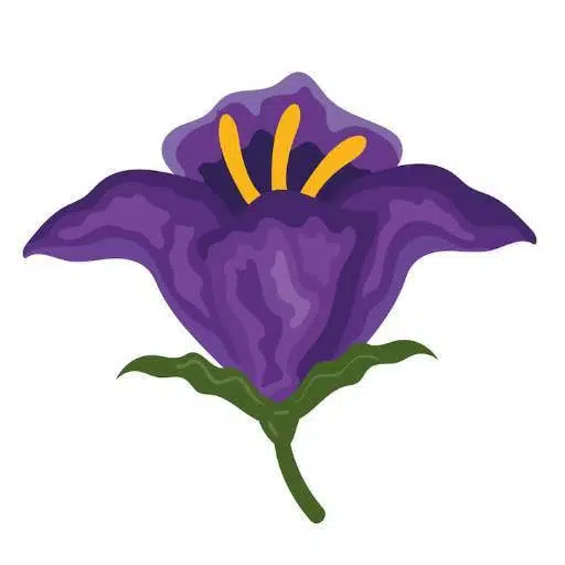 Nightshade