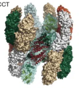 Enzyme