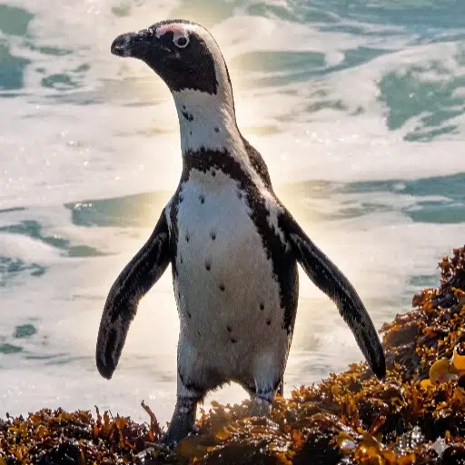 Penguin