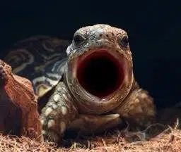 POPTURTLE