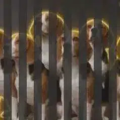 BEAGLEGATE