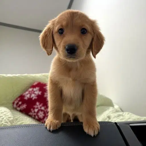 Milly
