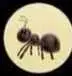 colony