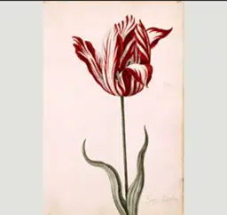 Tulip logo