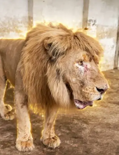 SIMBA logo