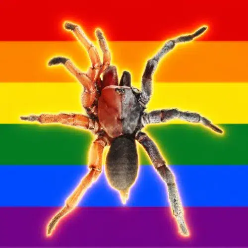 LADYSPIDER