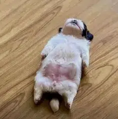 PANINGNING