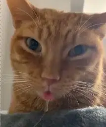 drooling cat