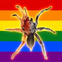 LADYSPIDER