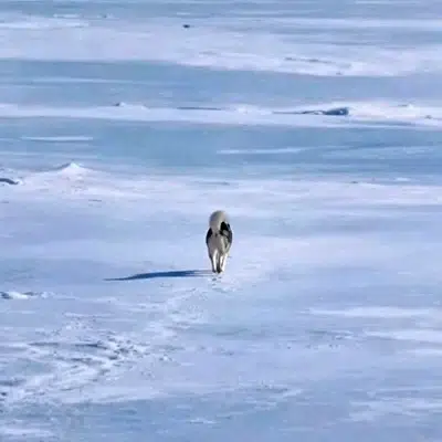 Dog worst-performing token logo