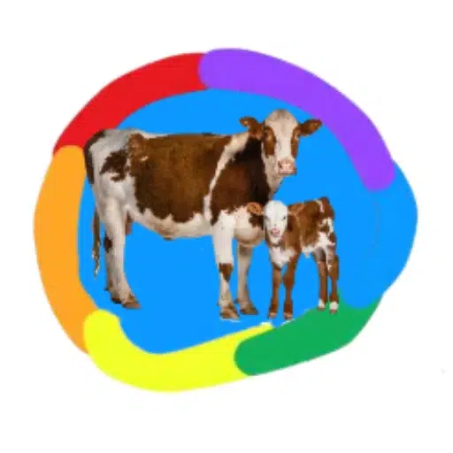 Cattle