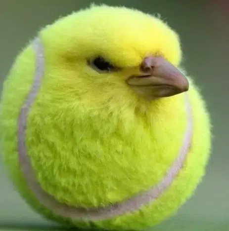 BUDGIE